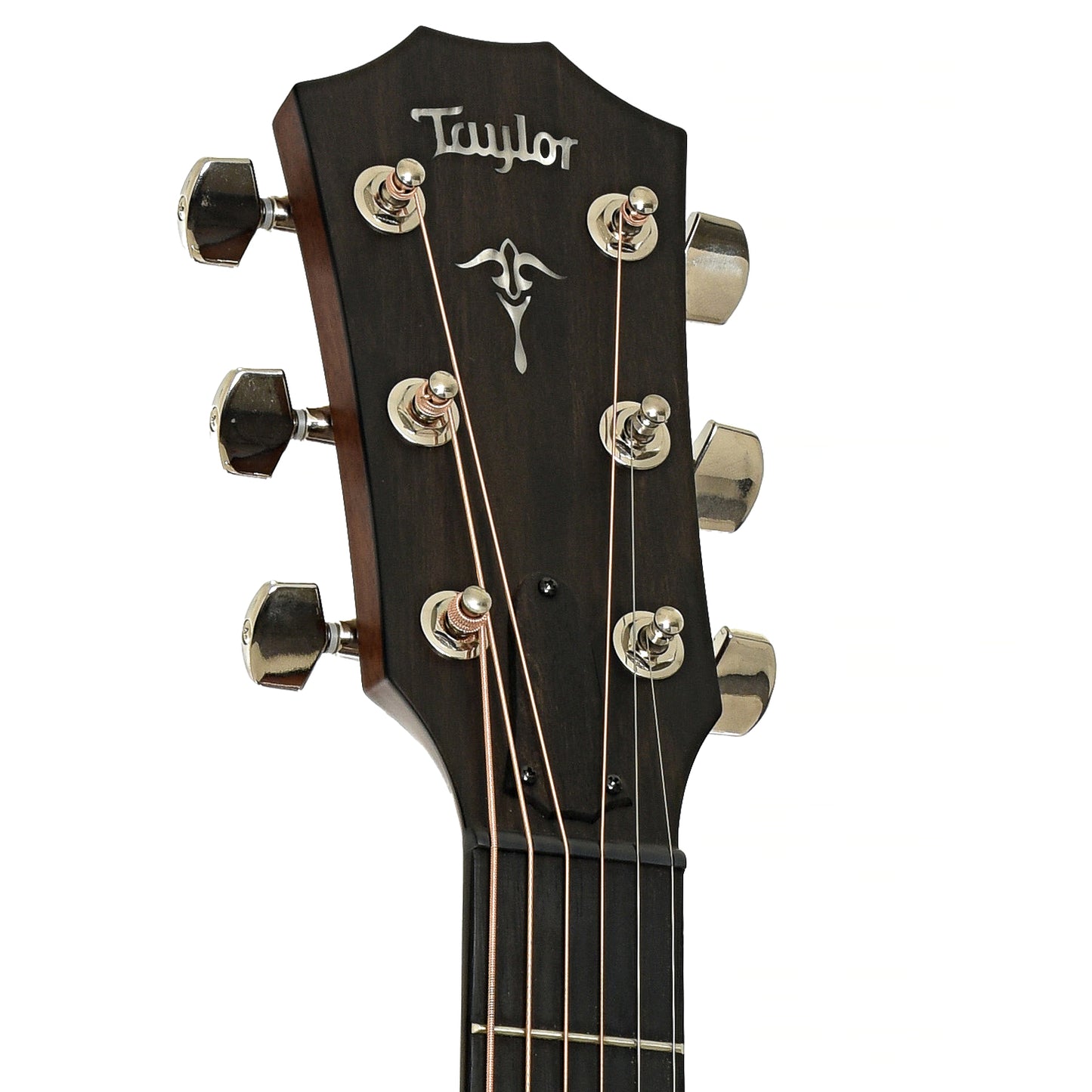 Headstock of Taylor 512CE Acoustic Guitar 
