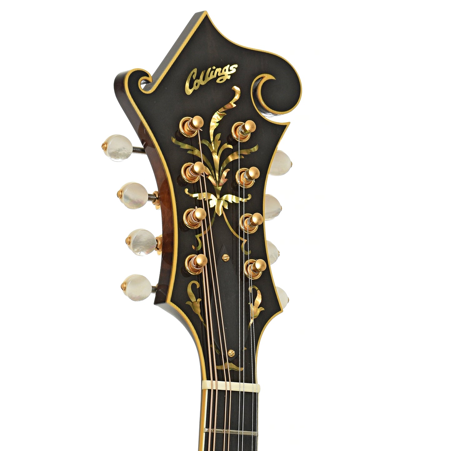 Headstokc of Collings MF-5 Varnish Mandolin 