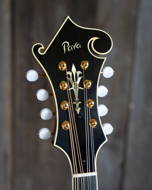 Showroom photo of Pava F5 Pro Mandolin & Case, Sunburst Finish