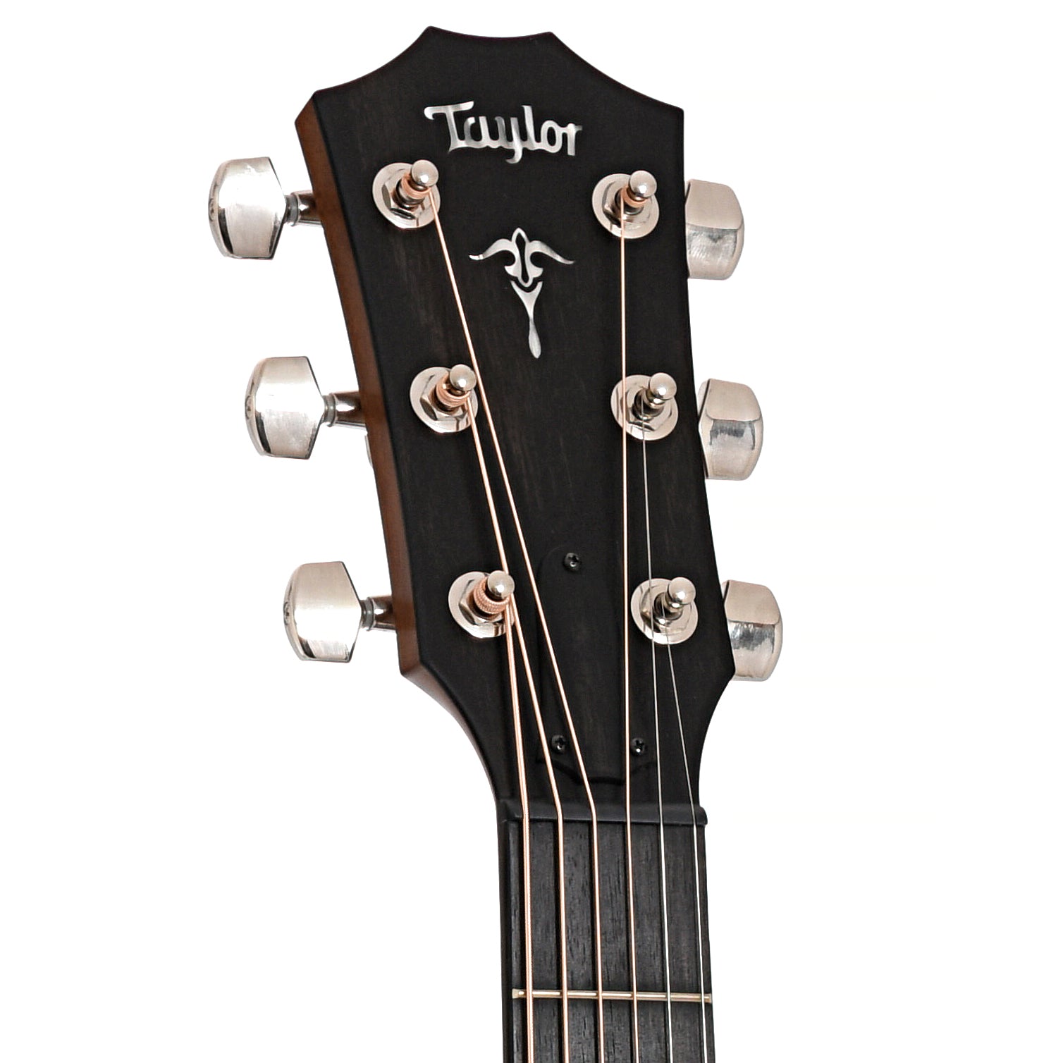 Front headstock of Taylor 514ce Acoustic Guitar 