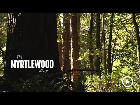 Video Overview of Breedlove Oregon Myrtlewood Series Guitars from Breedlove Guitars